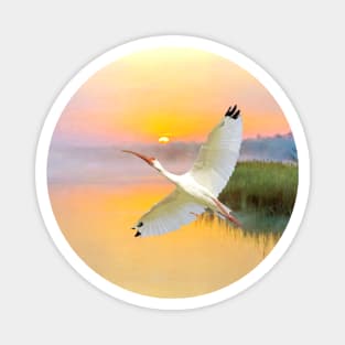 White American Ibis Bird in Flight Magnet